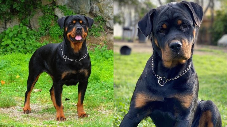 Male vs. Female Rottweiler 10 Key Differences (1)