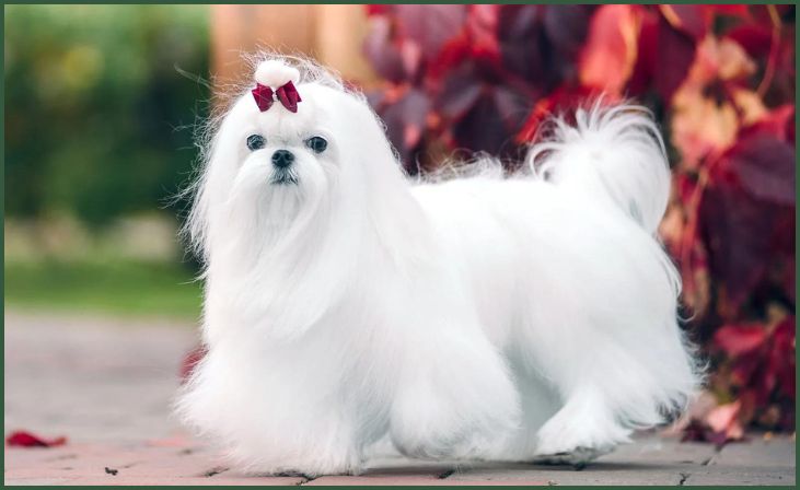 7 Best Toy Dog Breeds That Are Great as Pets