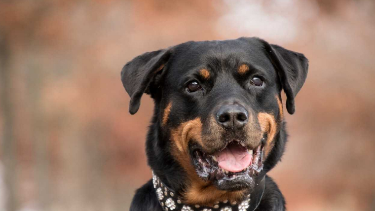 Pit Bull and Rottweiler Mix_ Everything You Need to Know About the Pitweiler