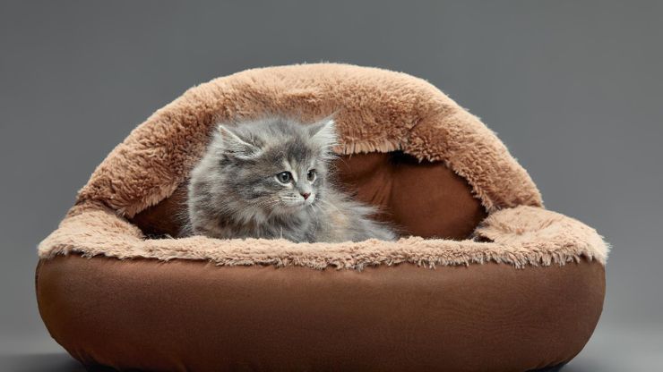 The 11 Best Cat Beds Of 2023 Ensuring Feline Comfort and Happiness