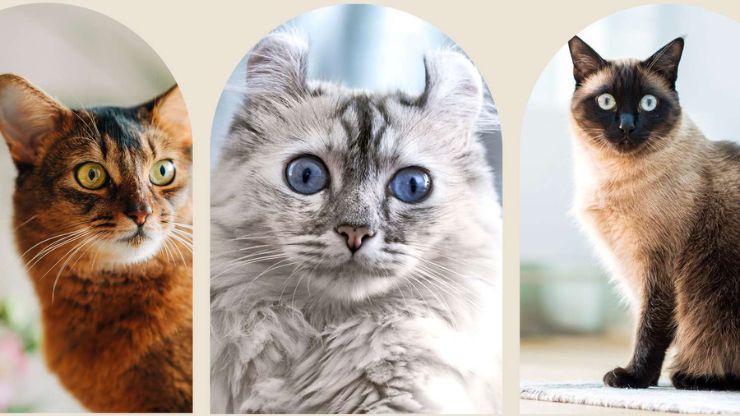 The 9 Smallest Cat Breeds Unveiling The Tiny Marvels