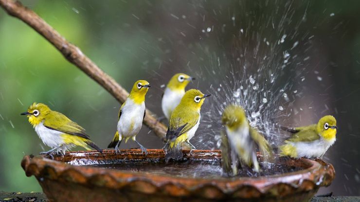 The Best Bird Baths for Attracting Birds