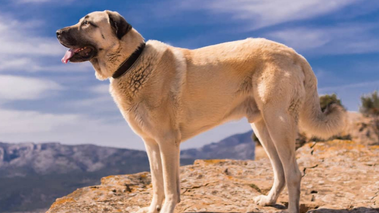The Top 10 Dogs with the Strongest Bite_ Canine Power Unleashed