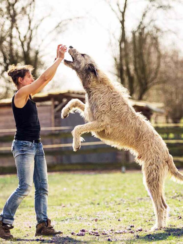 Best Tall Dog Breeds in the World