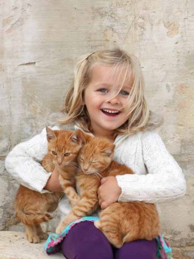 Most Affectionate Cat Breeds That Love Snuggles and Pets