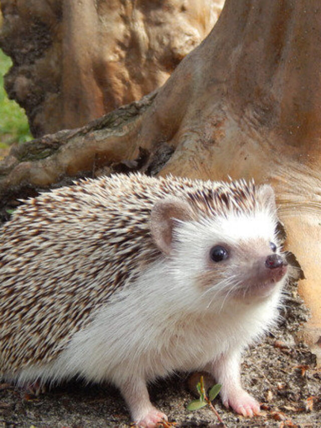 Is It Illegal to Keep a Hedgehog as a Pet in California?