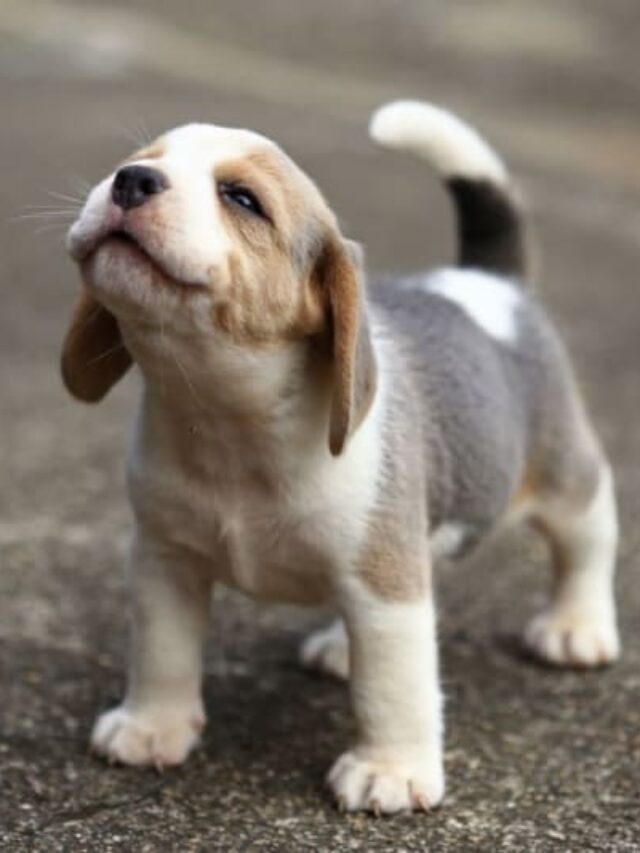 Most Adorable Dog Breeds That Always Look Like Puppies
