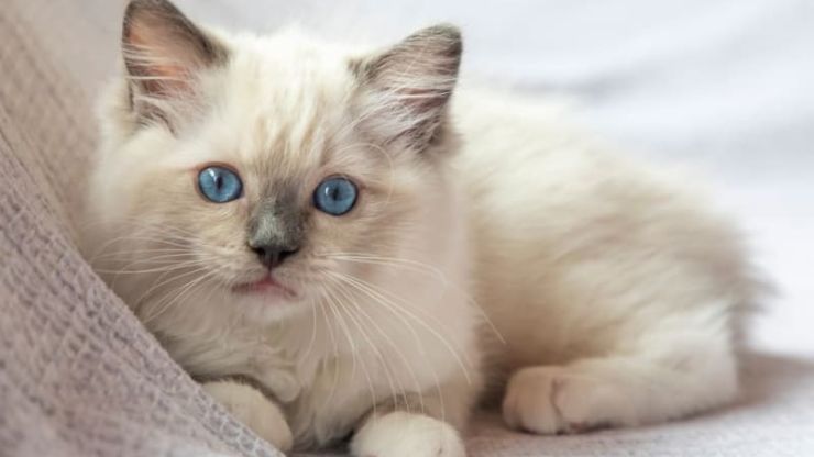 Cutest Cat Breeds in the World