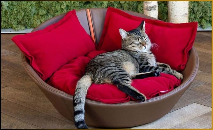 Designer Cat Beds