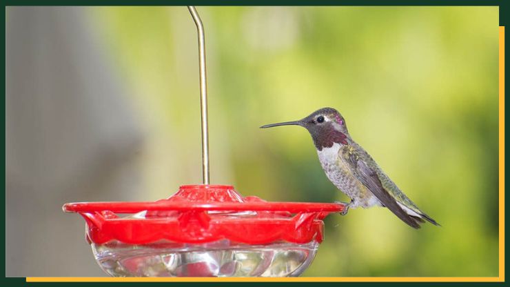 Dish or Saucer Feeders