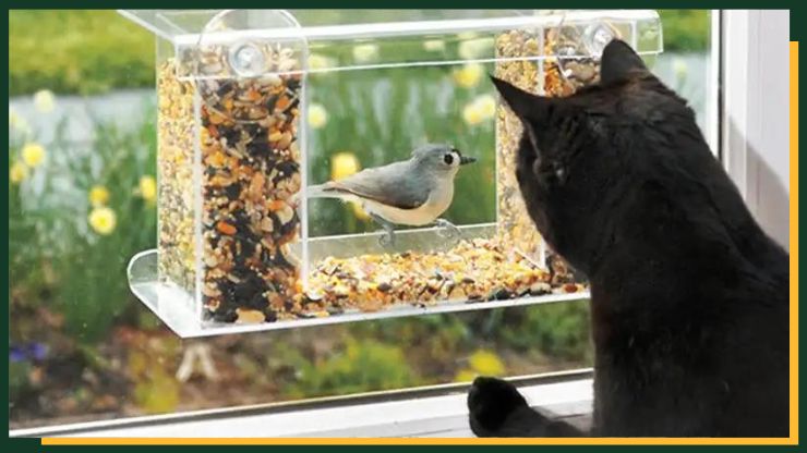 Window-Mounted Feeders