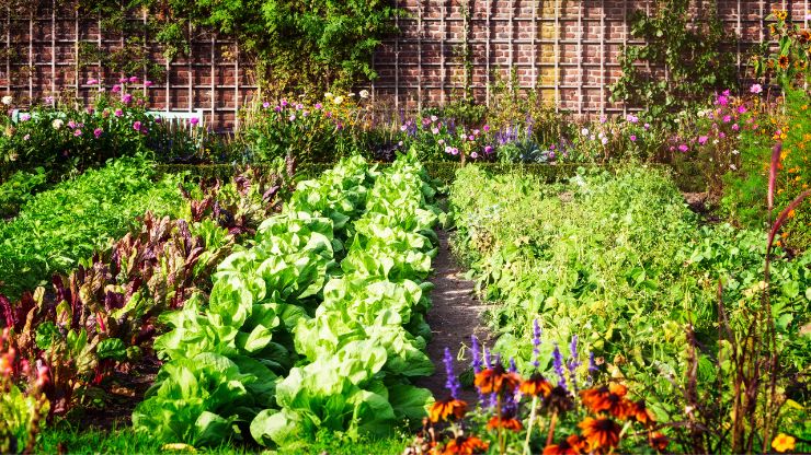 10 Plants Your Garden Should Never Grow, According to Experts