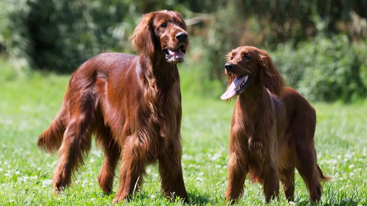 8 Mountain Dog Breeds That Make Exceptional Companions