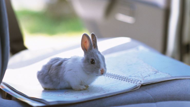 7 Pet Rabbit Travel Tips