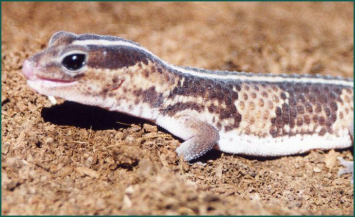 African Fat-Tailed Gecko (Hemitheconyx caudicinctus)