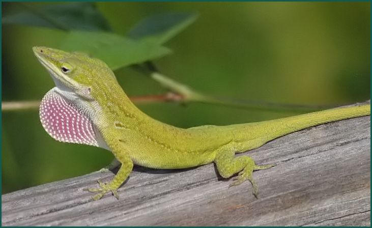 Anole (Anolis spp.)