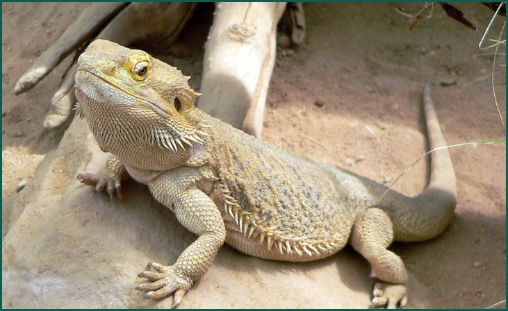 Bearded Dragon (Pogona spp.)