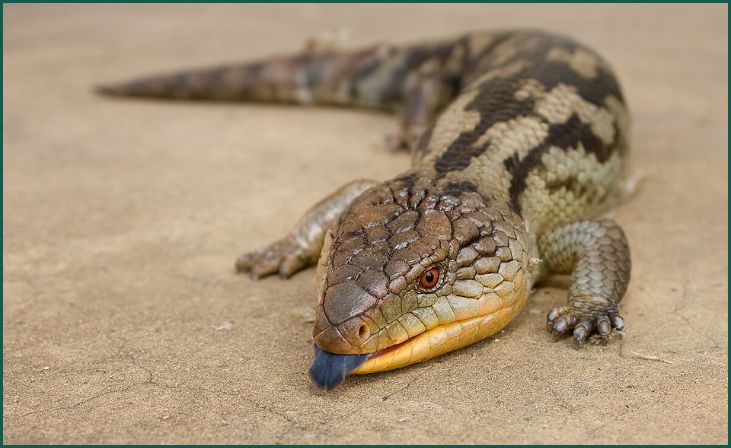 Blue Tongue Skink (Tiliqua spp.)