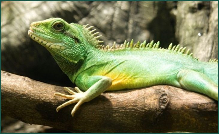 Chinese Water Dragon (Physignathus cocincinus)