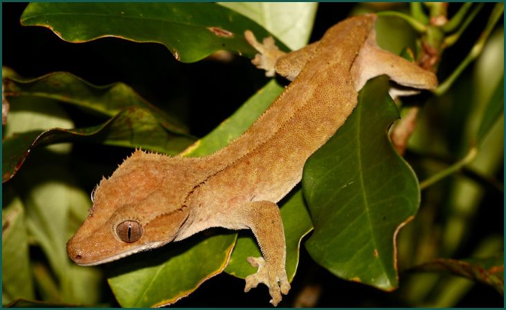 Crested Gecko (Correlophus ciliatus)