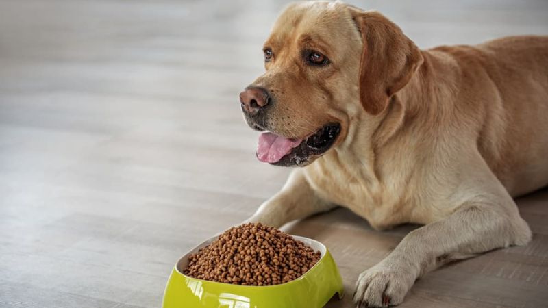 Dog Food For Weight Management
