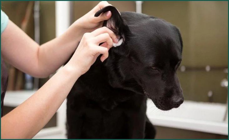 Ear Cleaning