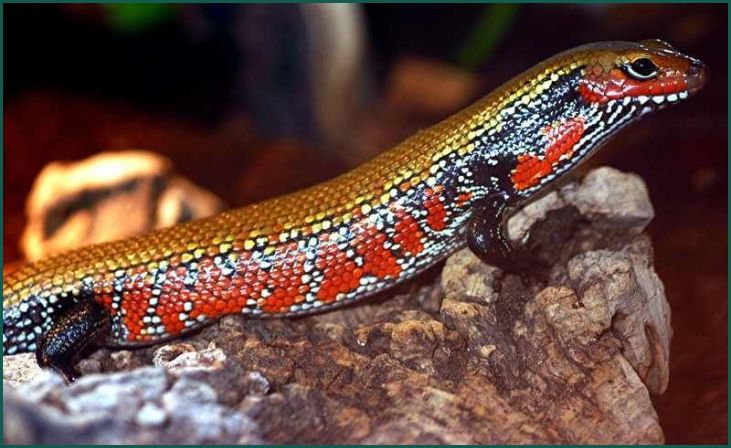 Fire Skink (Riopa fernandi)