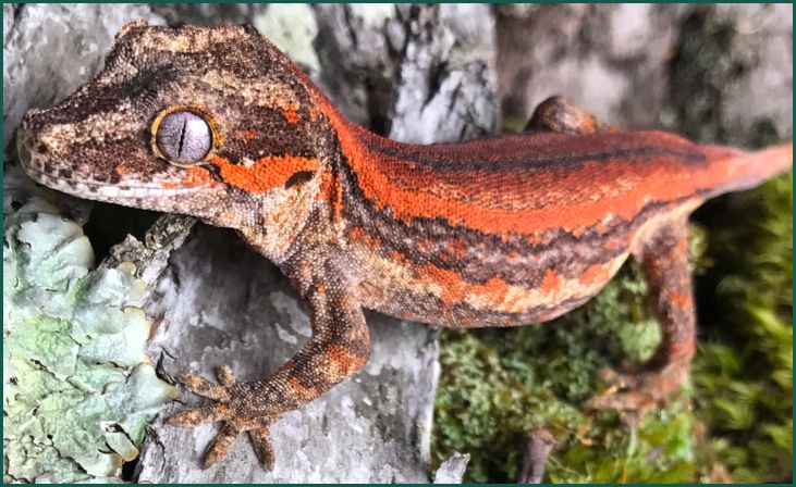 Gargoyle Gecko (Rhacodactylus auriculatus)