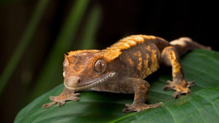 Greatest Pet Small Lizard Dragon Breeds