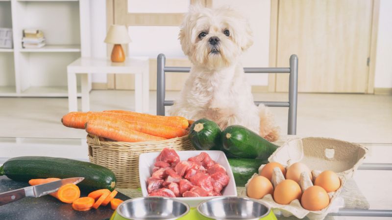 Healthiest Foods For Your Dog