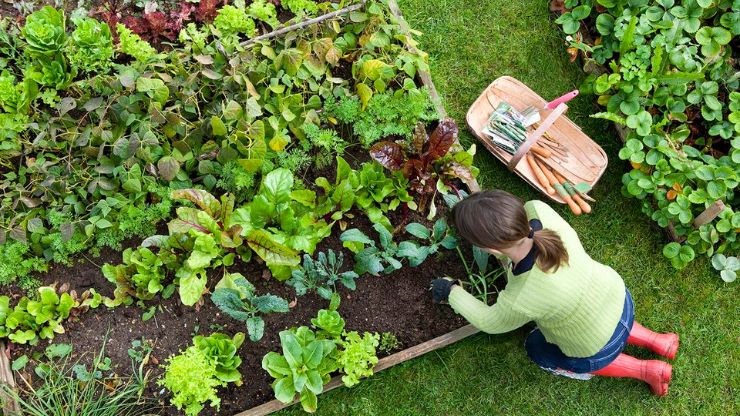 Keys to Successfully Establishing Your First Vegetable Garden