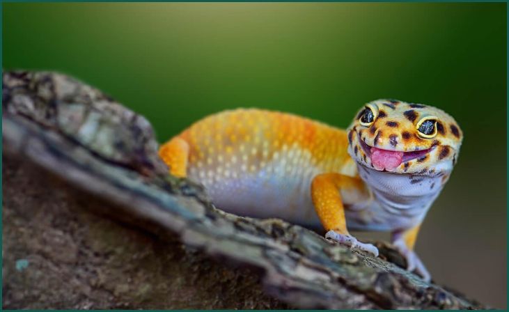 Leopard Gecko (Eublepharis macularius)