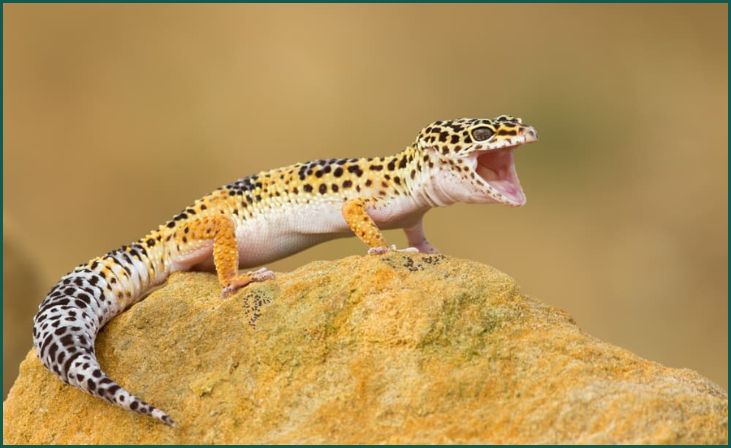 Leopard Gecko