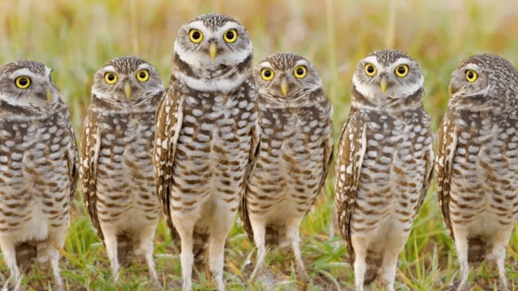 Rare Types of Owls and Their Habitats