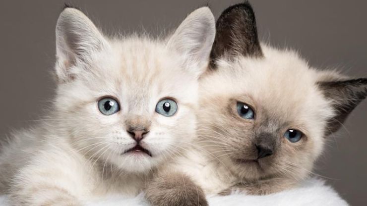 Types of Siamese Cats Based on Body and Color