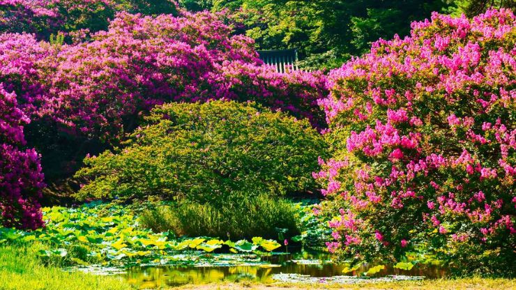 10 Deer-Resistant Shrubs That Will Enhance Your Yard with Color and Structure