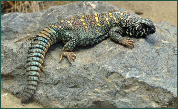 Uromastyx (Uromastyx spp.)