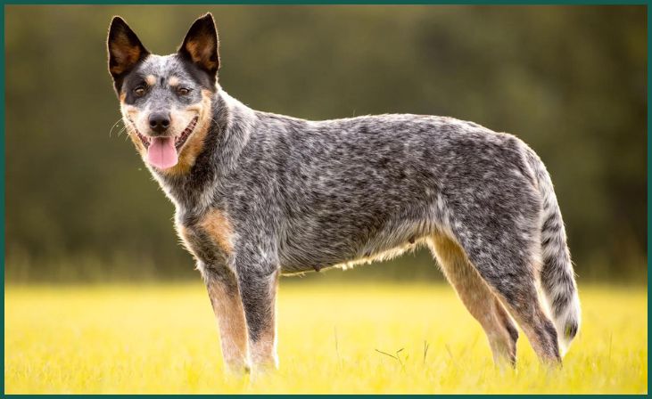 Australian Cattle Dog