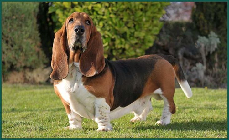 Basset Hound