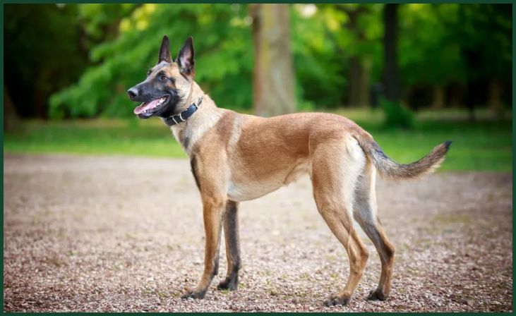 Belgian Malinois