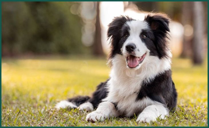 Border Collie