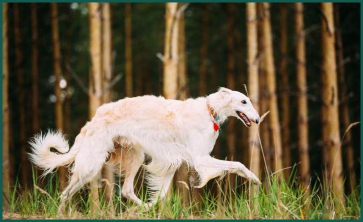 Borzoi