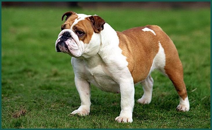 Bulldog