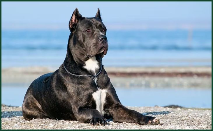 Cane Corso