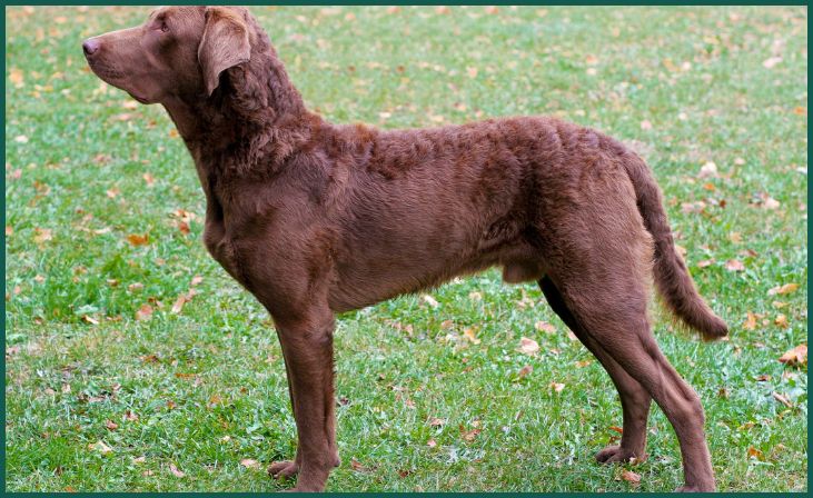 Chesapeake Bay Retriever