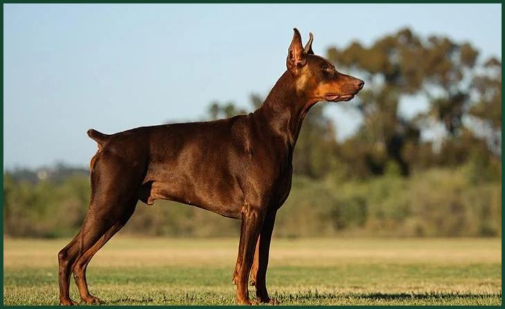 Doberman Pinscher