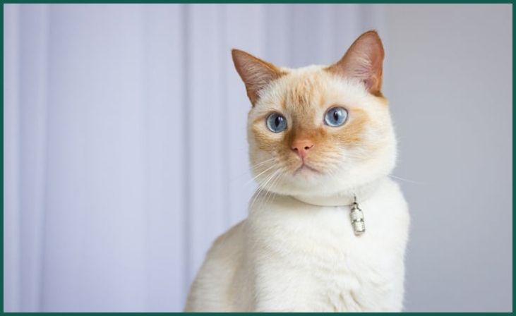 Flame Point Siamese (also known as Red Point)