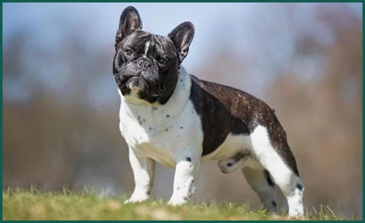 French Bulldog