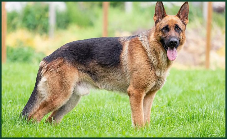 German Shepherd