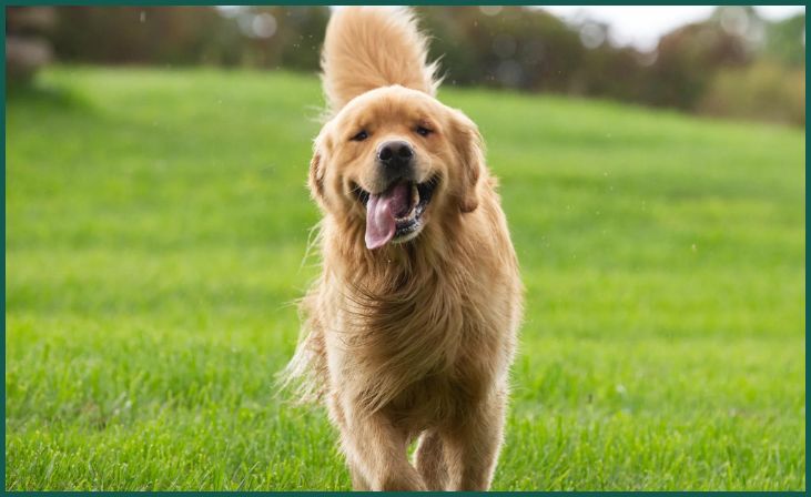 Golden Retriever